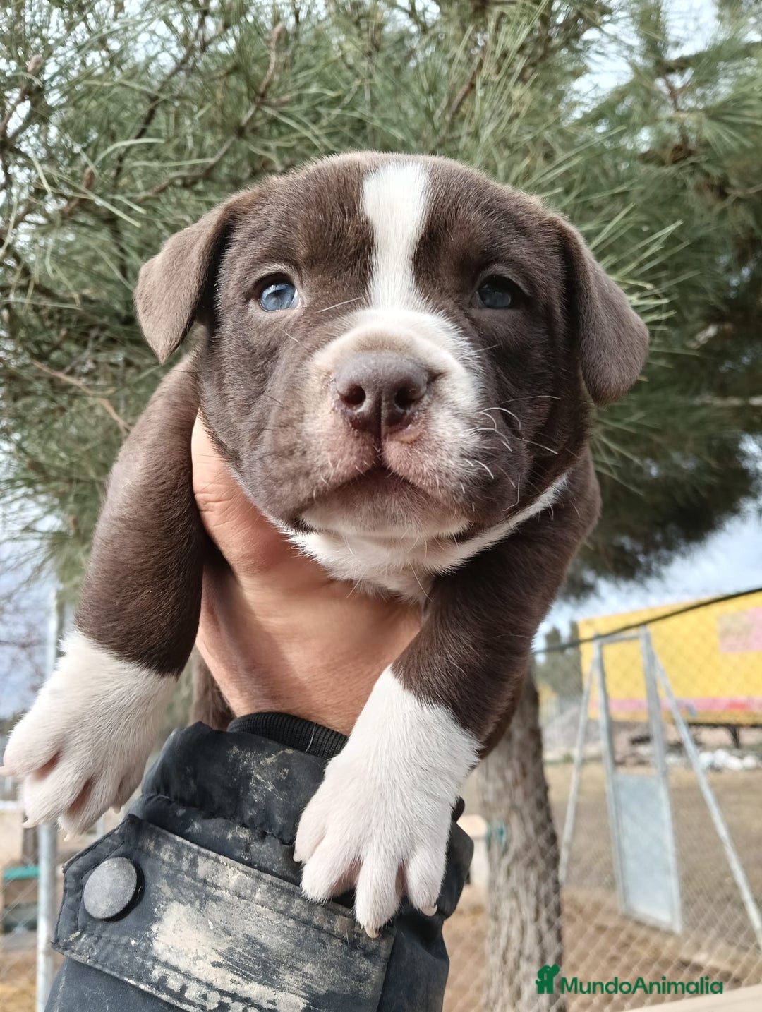 American Bully perros en venta: American Bully  - Anuncio 2