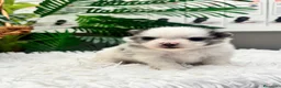 Pomerania perros en venta: POMERANIA - Anuncio 9