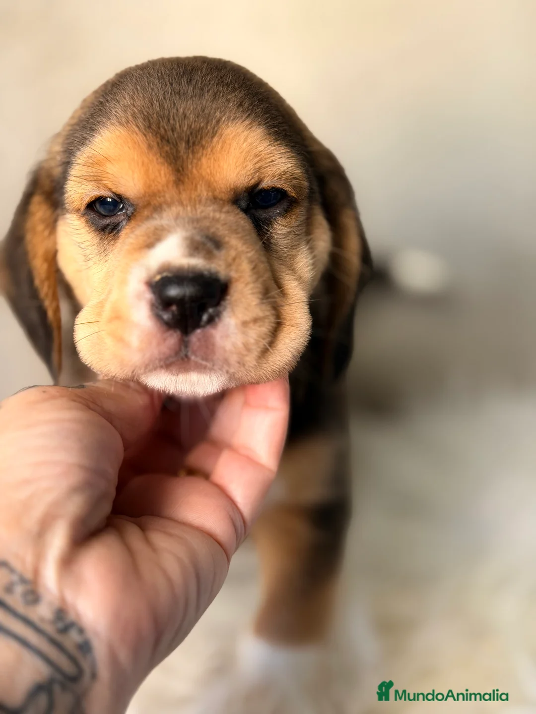 Beagle perros en venta: Beagle tricolor macho  - Anuncio 1