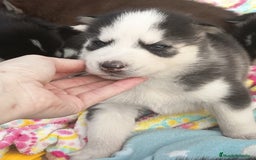 Husky Siberiano perros en venta: Husky siberiano  - Imagen 2