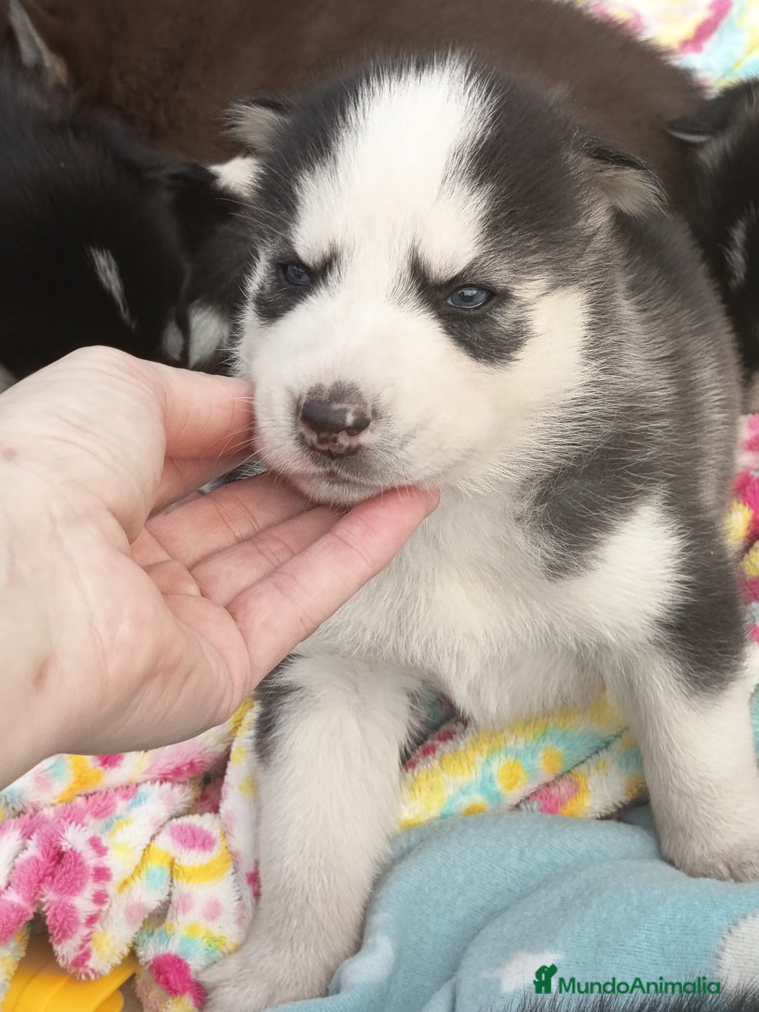 Husky Siberiano perros en venta: Husky siberiano  - Imagen 2