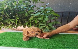 Caniche Toy perros en venta: Caniches toy - Imagen 14