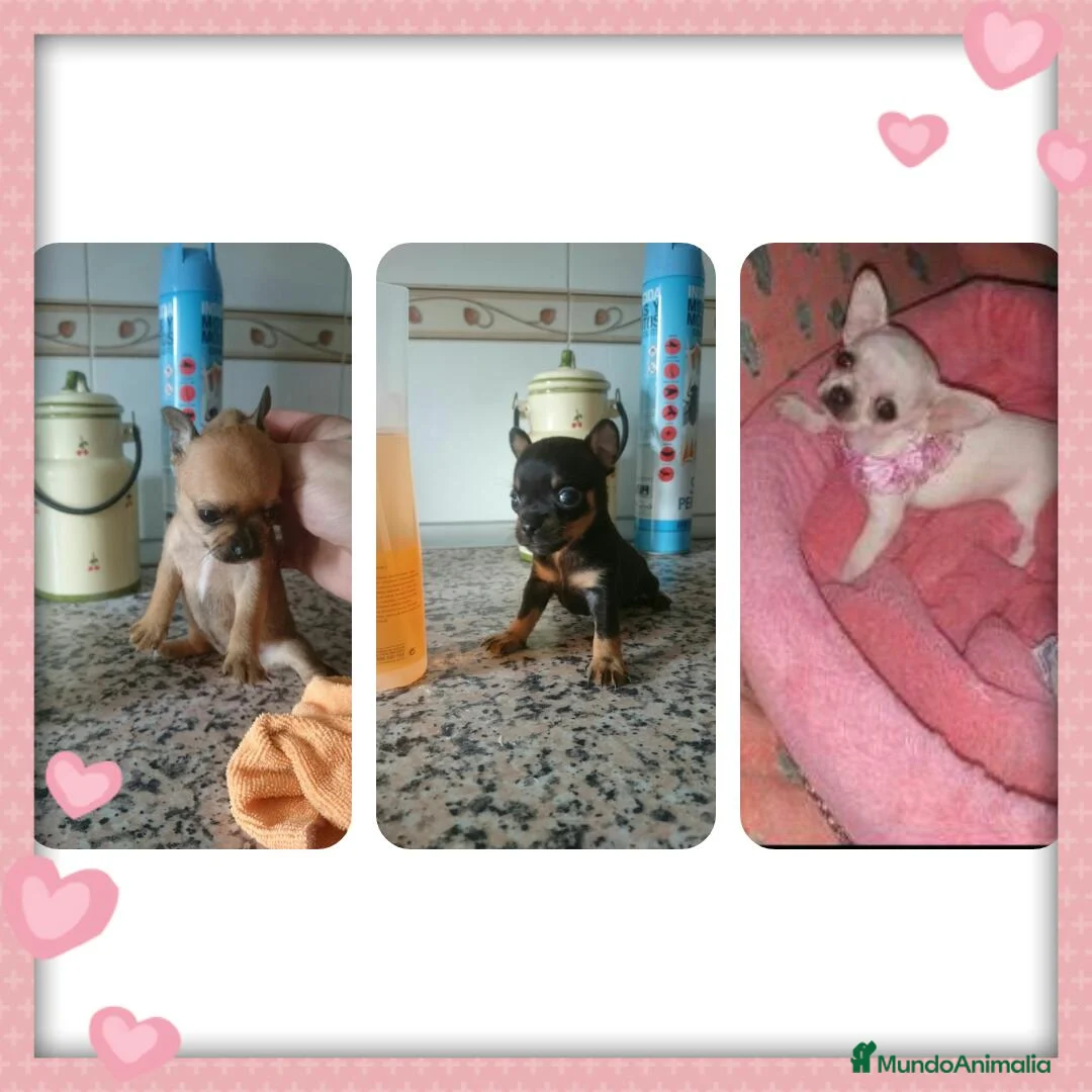 Chihuahua perros en venta: Chihuahua miniatura en Badajoz - Anuncio 2
