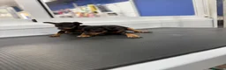 Pinscher Miniatura perros en venta: Cachorros Mini Pinscher 500€ ¡PRECIO REAL! - Anuncio 3