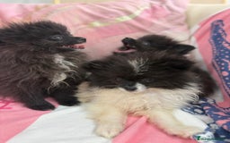 Pomerania perros en venta: POMERANIA MICRO TOY - Imagen 9