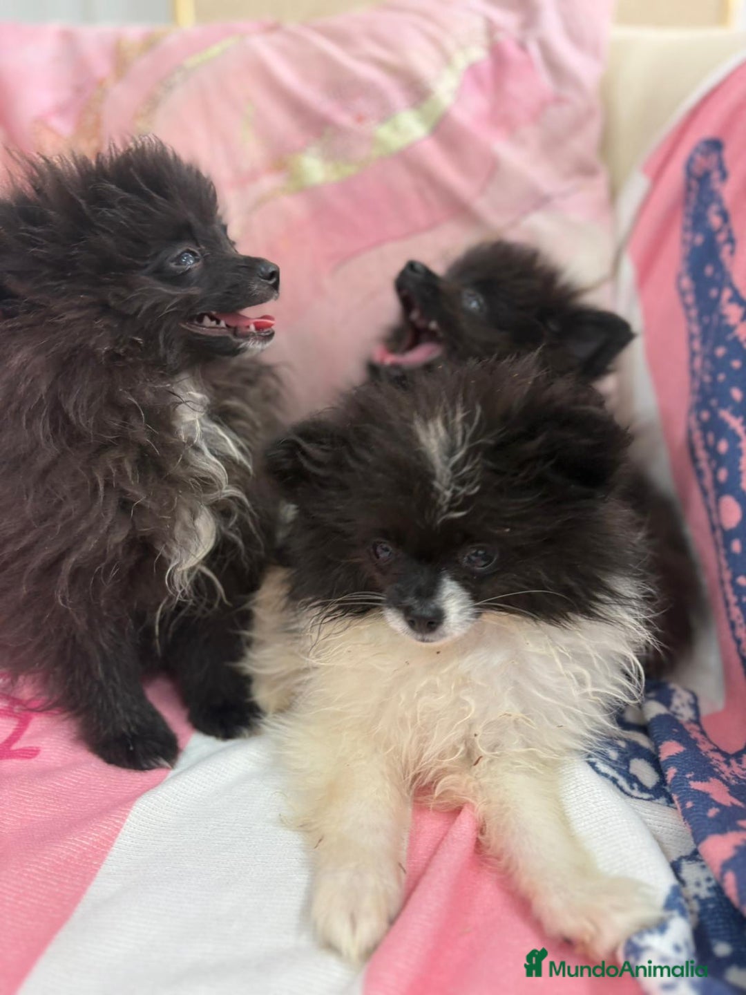 Pomerania perros en venta: POMERANIA MICRO TOY - Imagen 9