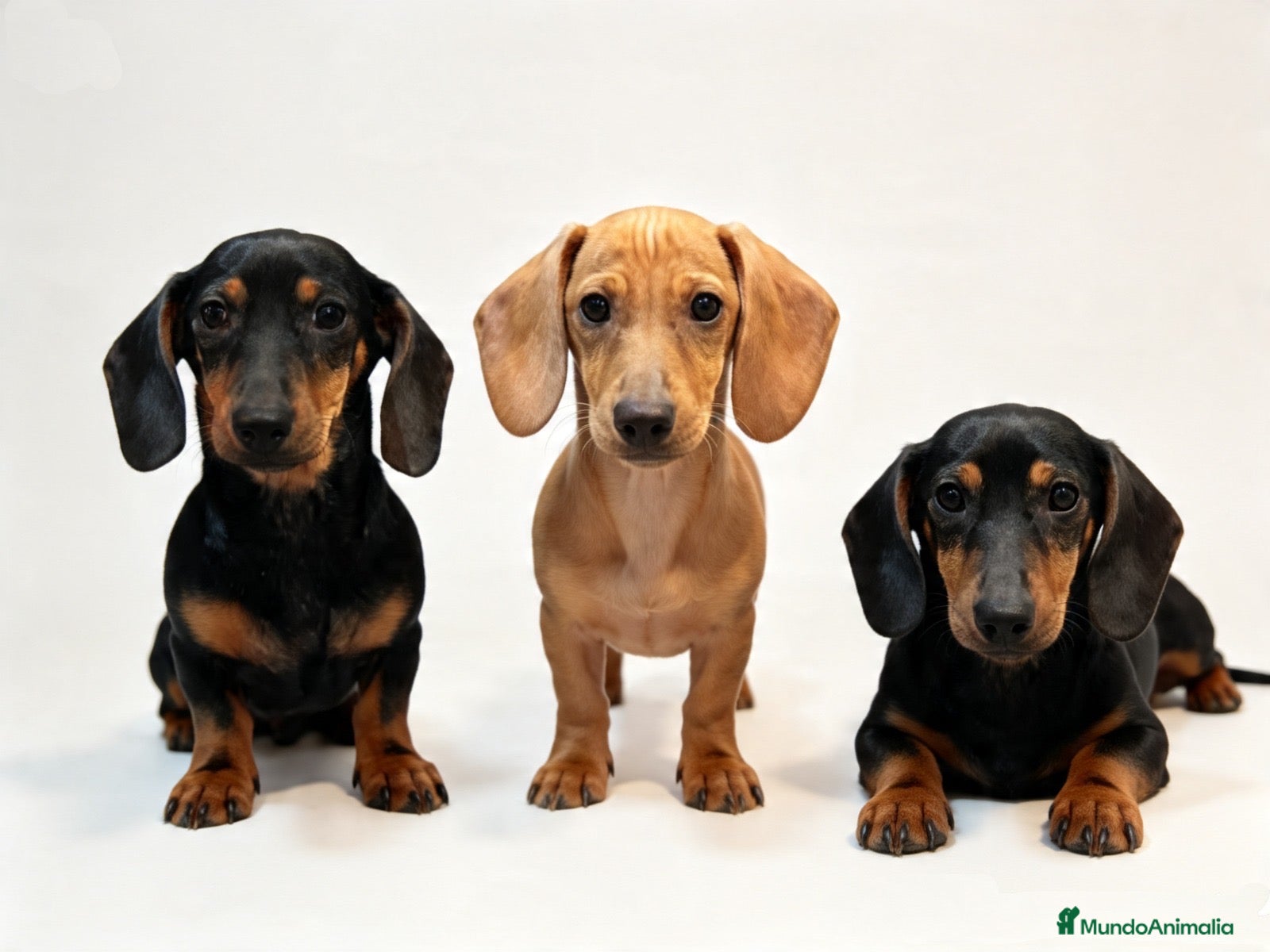 Teckel Miniatura perros LOTE CRIA  - Anuncio 1