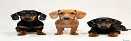 Teckel Miniatura perros en venta: LOTE CRIA  - Anuncio 1