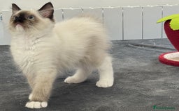 Ragdoll gatos en venta: Camada Ragdoll - Imagen 14
