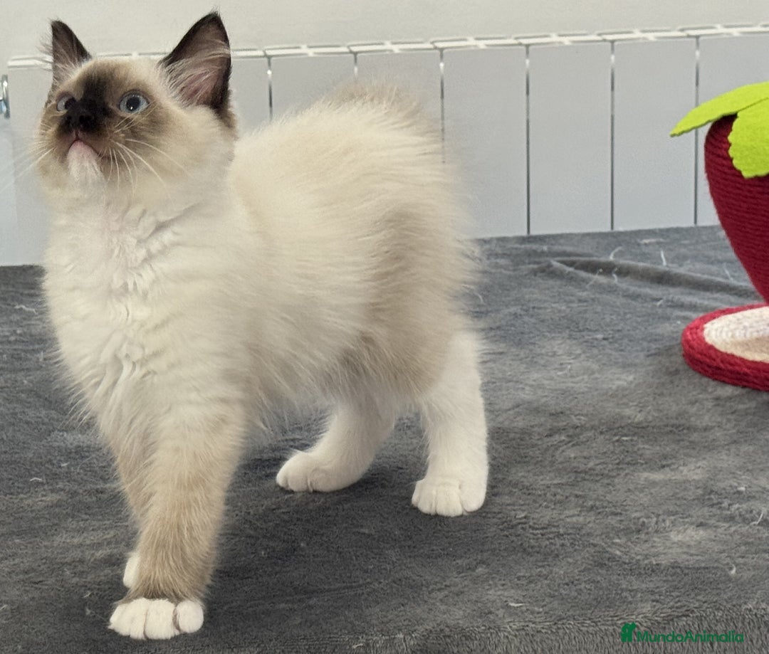 Ragdoll gatos en venta: Camada Ragdoll - Imagen 14