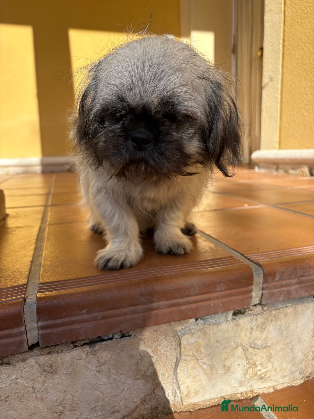 Pekinés perros en venta: Pekines imperial hembra preciosa  - Anuncio 39