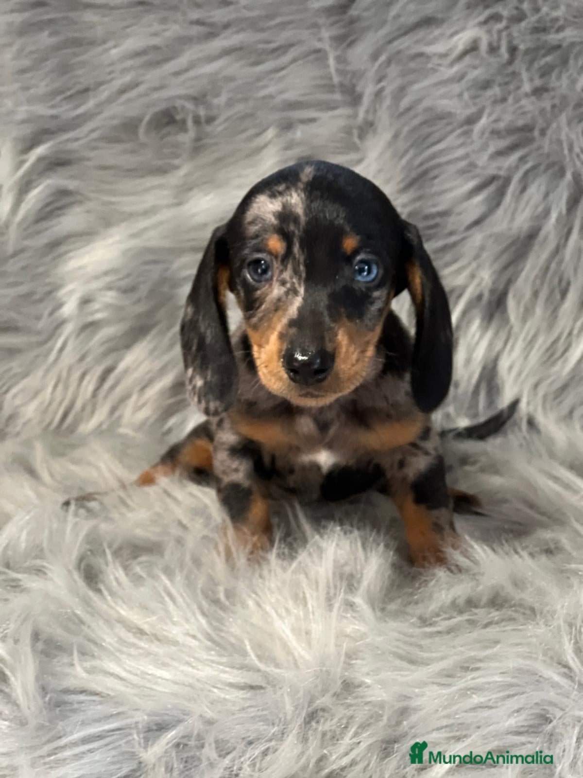 Teckel Miniatura perros Teckel arlequin  en Barcelona - Anuncio 2