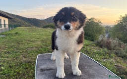 Pastor Australiano perros en venta: Preciosos cachorros de Pastor Australino  - Imagen 6