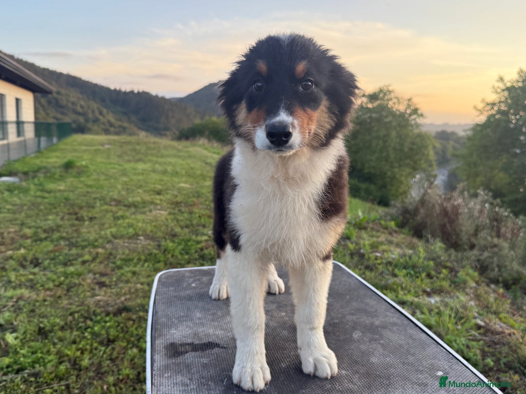 Pastor Australiano perros en venta: Preciosos cachorros de Pastor Australino  - Imagen 6