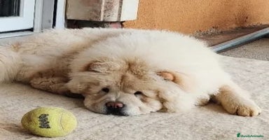 Chow Chow perros - Anuncio 15