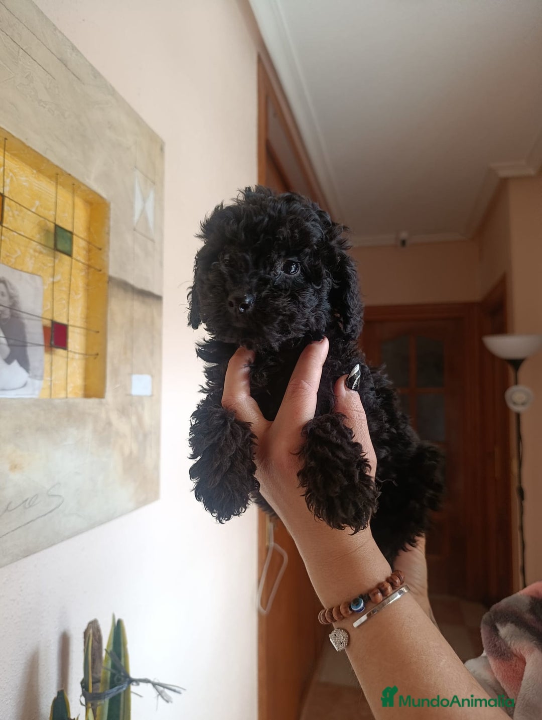 Caniche Toy perros en venta: CANICHES EXCLUSIVOS - Anuncio 2