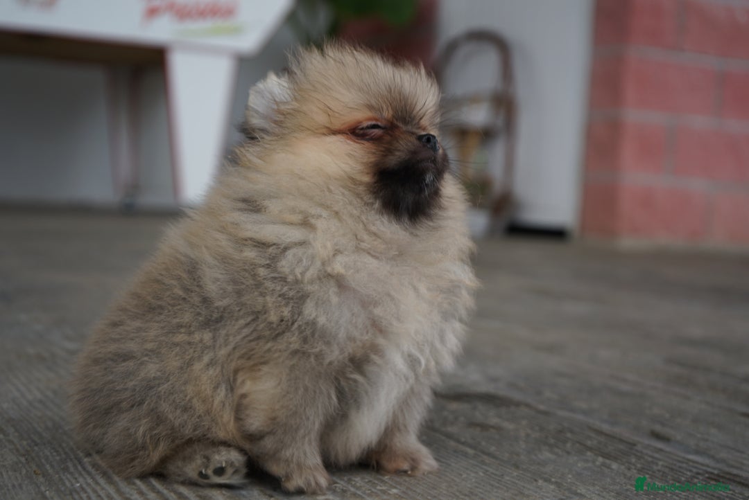 Pomerania perros en venta: 🐾 Roscón, Monk, Prodigy y Sparky Pomeranias 🐾 - Imagen 6