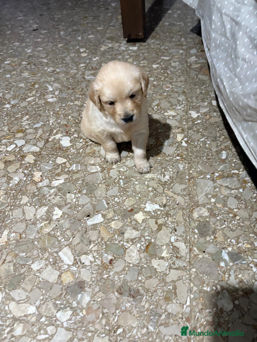 Golden Retriever perros en venta: Golden Retriever  - Anuncio 3