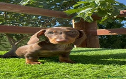 Teckel perros en venta: TECKEL MINIATURA HEMBRA - Imagen 28