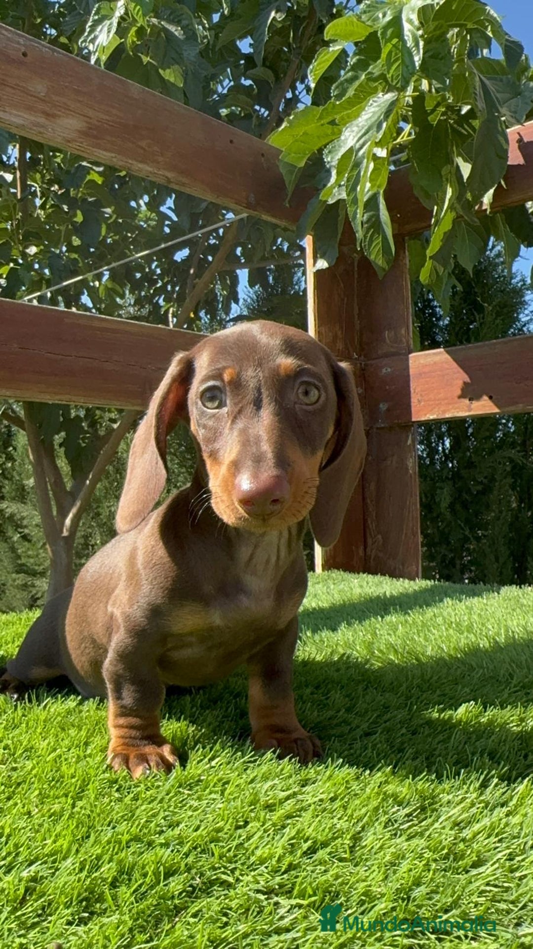 Teckel perros en venta: TECKEL MINIATURA HEMBRA - Imagen 28