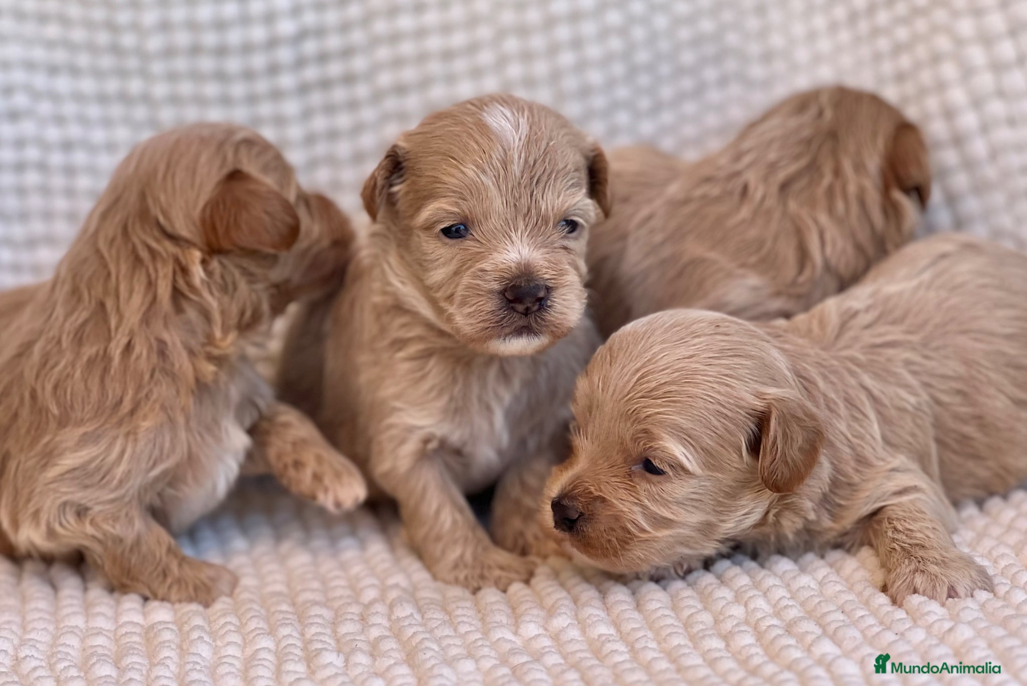 Maltipoo perros MALTIPOOS THELUXEPUPPYS  - Anuncio 30