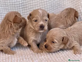Maltipoo perros PRECIOSOS MALTIPOOS APRICOT - Anuncio 2