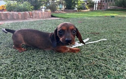 Teckel Miniatura perros en venta: Teckel miniaturas - Imagen 9