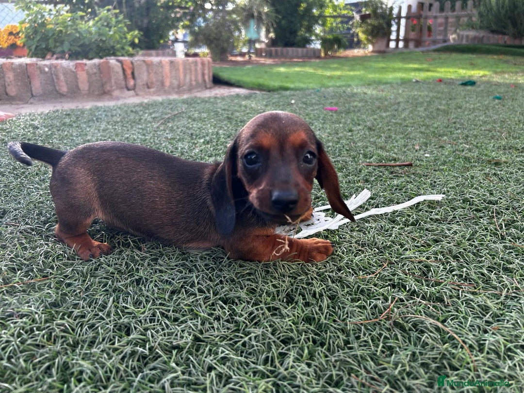 Teckel Miniatura perros en venta: Teckel miniaturas - Imagen 9