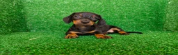 Teckel Miniatura perros en venta: Teckel miniatura  - Anuncio 7