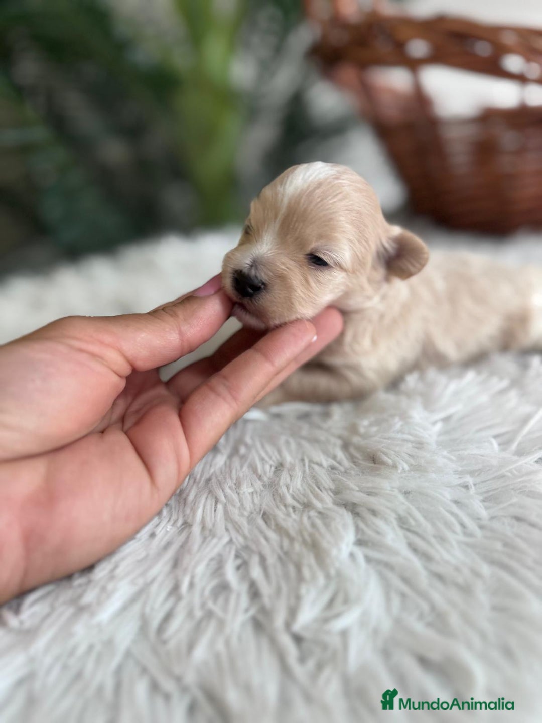 Maltipoo perros en venta: MALTIPOO MACHO - Imagen 12