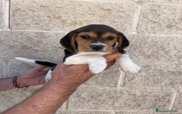 Beagle perros en venta: Beagles para entregar  - Imagen 4