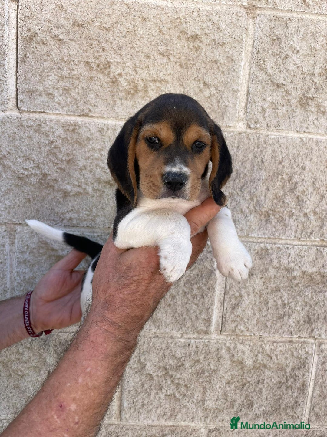 Beagle perros en venta: Beagles para entregar  - Imagen 4