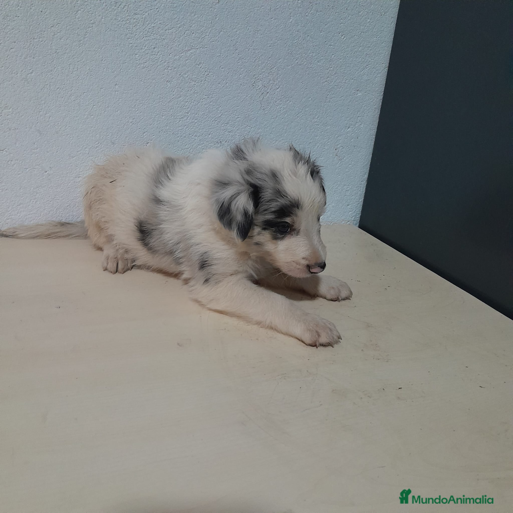 Border Collie perros BORDER COLLIE - Anuncio 2