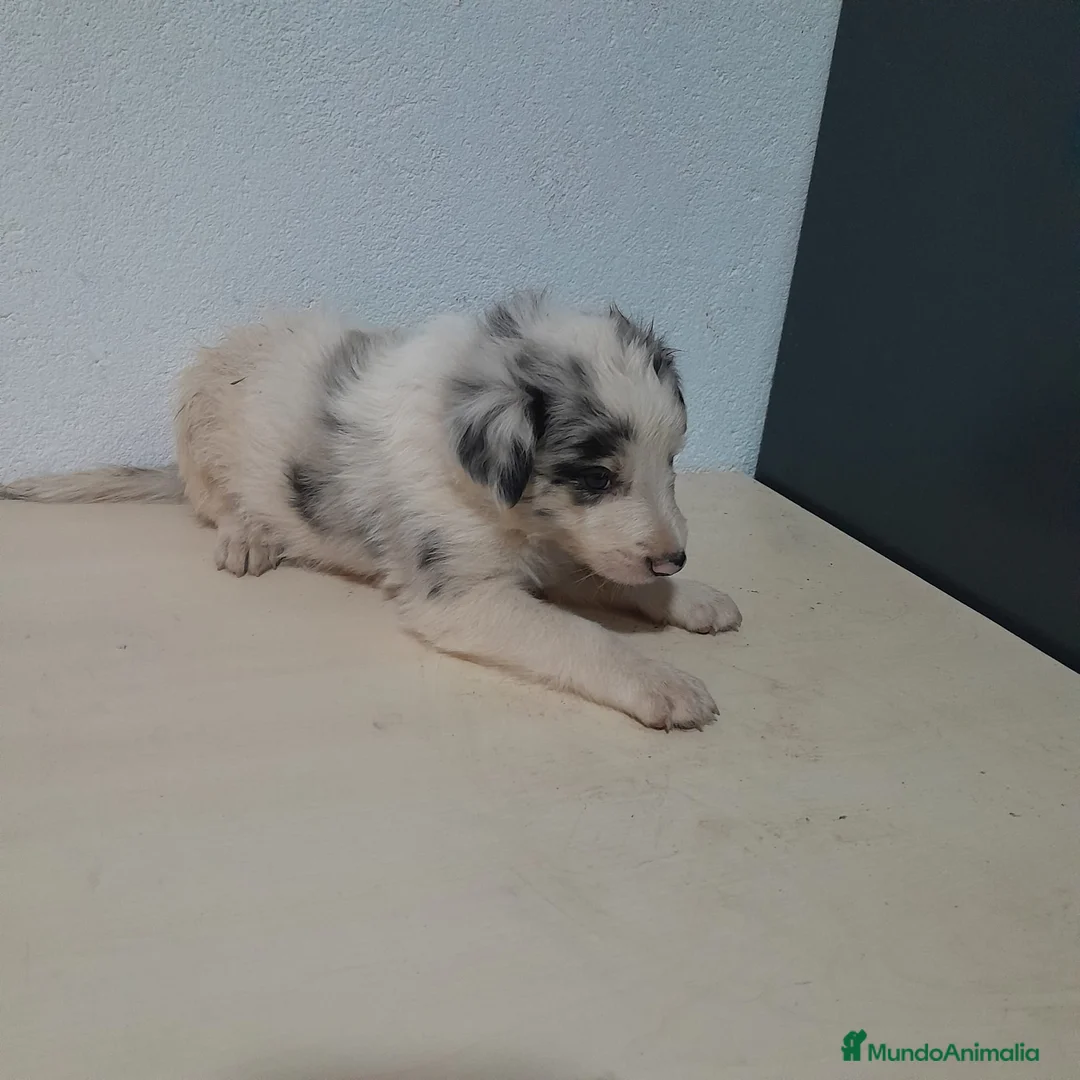 Border Collie perros en venta: BORDER COLLIE - Anuncio 2