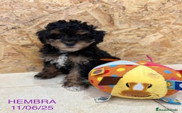 Caniche Enano perros en venta: Caniches enanos  - Imagen 1