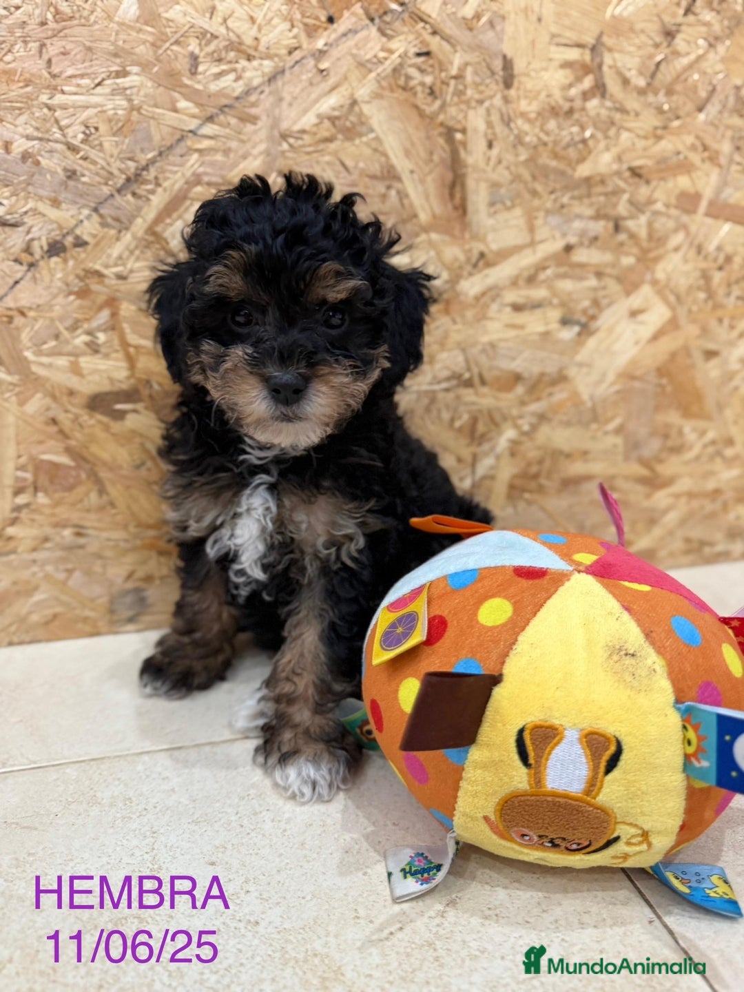 Caniche Enano perros en venta: Caniches enanos  - Imagen 1