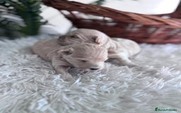 Maltipoo perros en venta: MALTIPOO HEMBRAS - Imagen 1