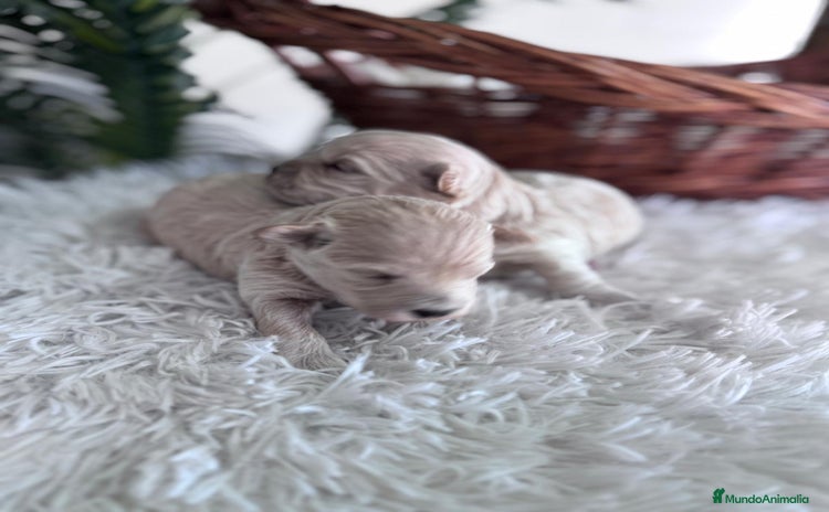 Maltipoo perros - Anuncio 1