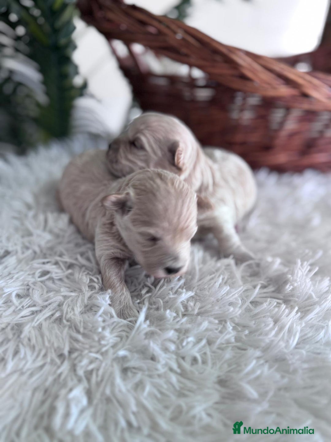 Maltipoo perros en venta: MALTIPOO HEMBRAS - Imagen 1