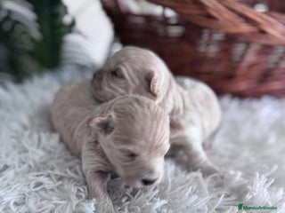 Maltipoo perros - Anuncio 10