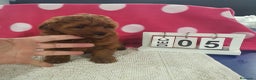 Maltipoo perros en venta: Maltipoo miniatura  - Anuncio 3