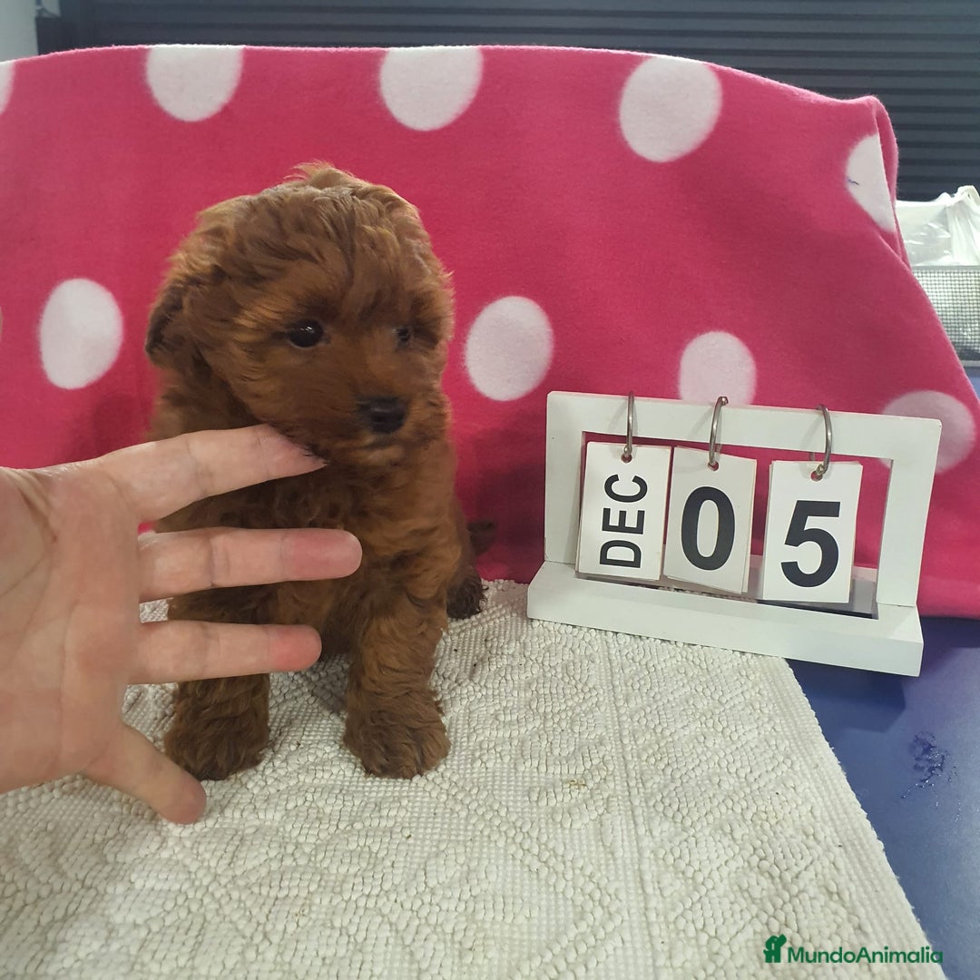 Maltipoo perros en venta: Maltipoo miniatura  - Anuncio 3