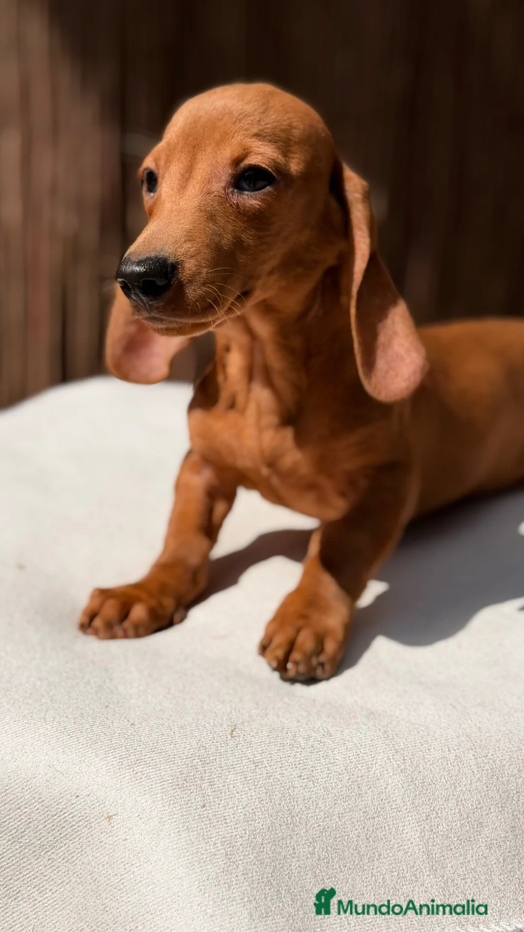 Teckel Miniatura perros en venta: Teckel red macho miniatura  - Anuncio 1