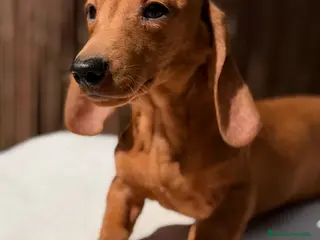 Teckel Miniatura perros Teckel red macho miniatura - Anuncio 10