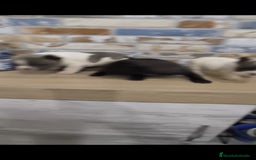 Bulldog Francés perros en venta: Bulldog francés exóticos  - Imagen 5