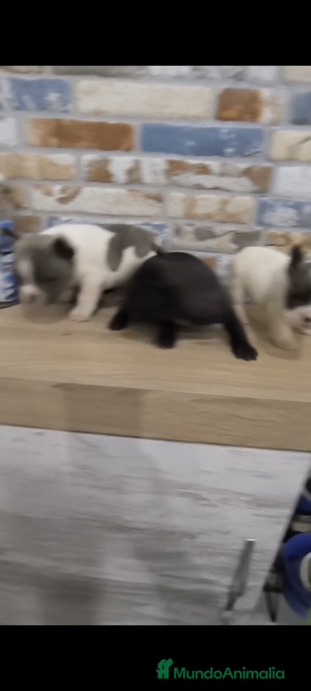 Bulldog Francés perros en venta: Bulldog francés exóticos  - Imagen 5