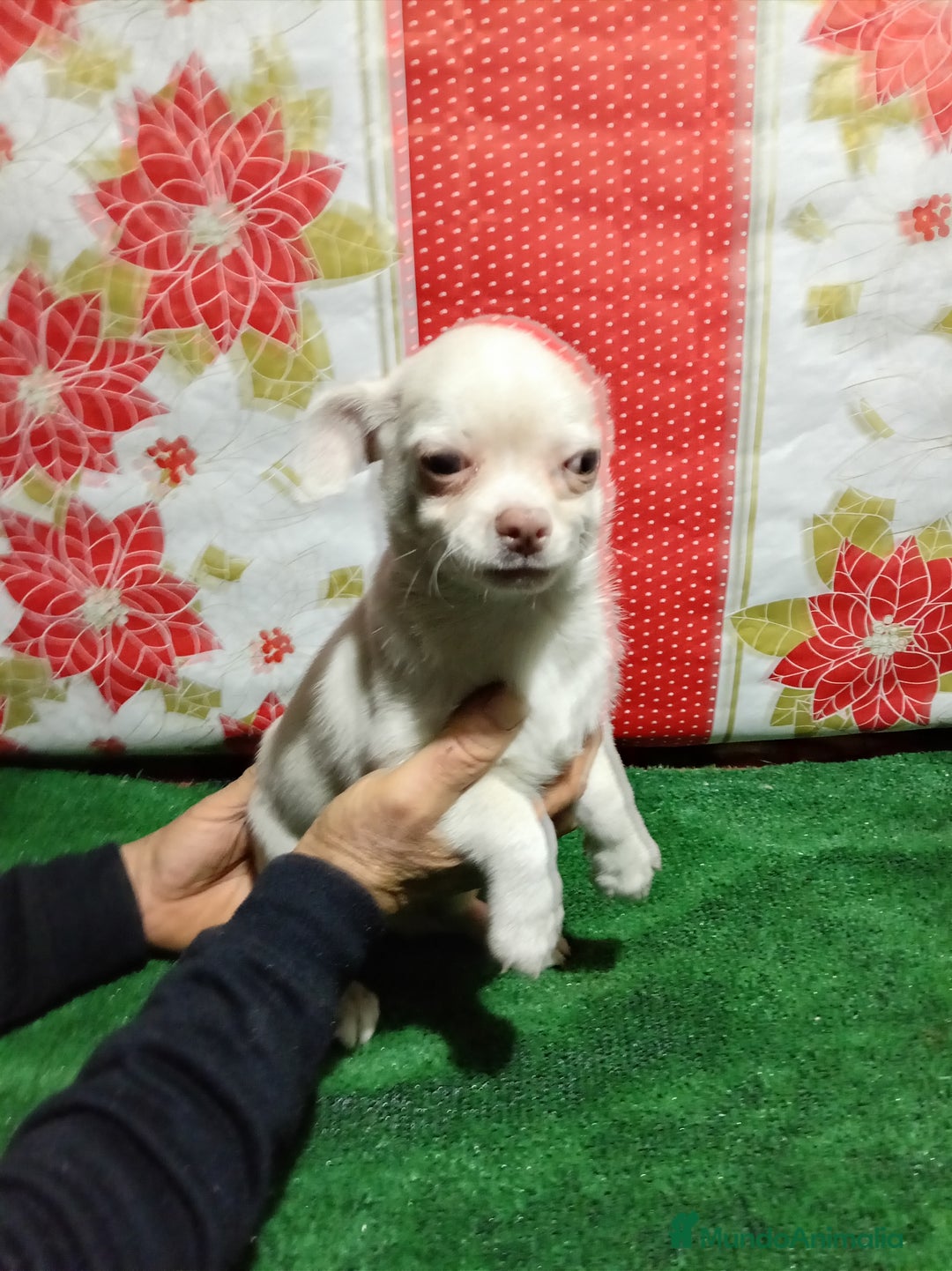 Chihuahua perros en venta: Chihuahua - Anuncio 3