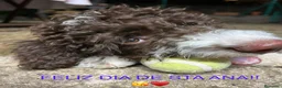 Perro de Agua Español perros en venta: Espectacular perro de agua en Madrid - Anuncio 13