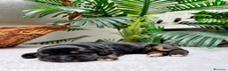 Cocker Spaniel Inglés perros en venta: COCKER SPANIEL INGLES  - Anuncio 12