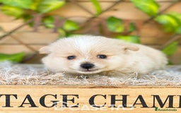 Pomerania perros en venta: Camada de Jazmín - Imagen 2
